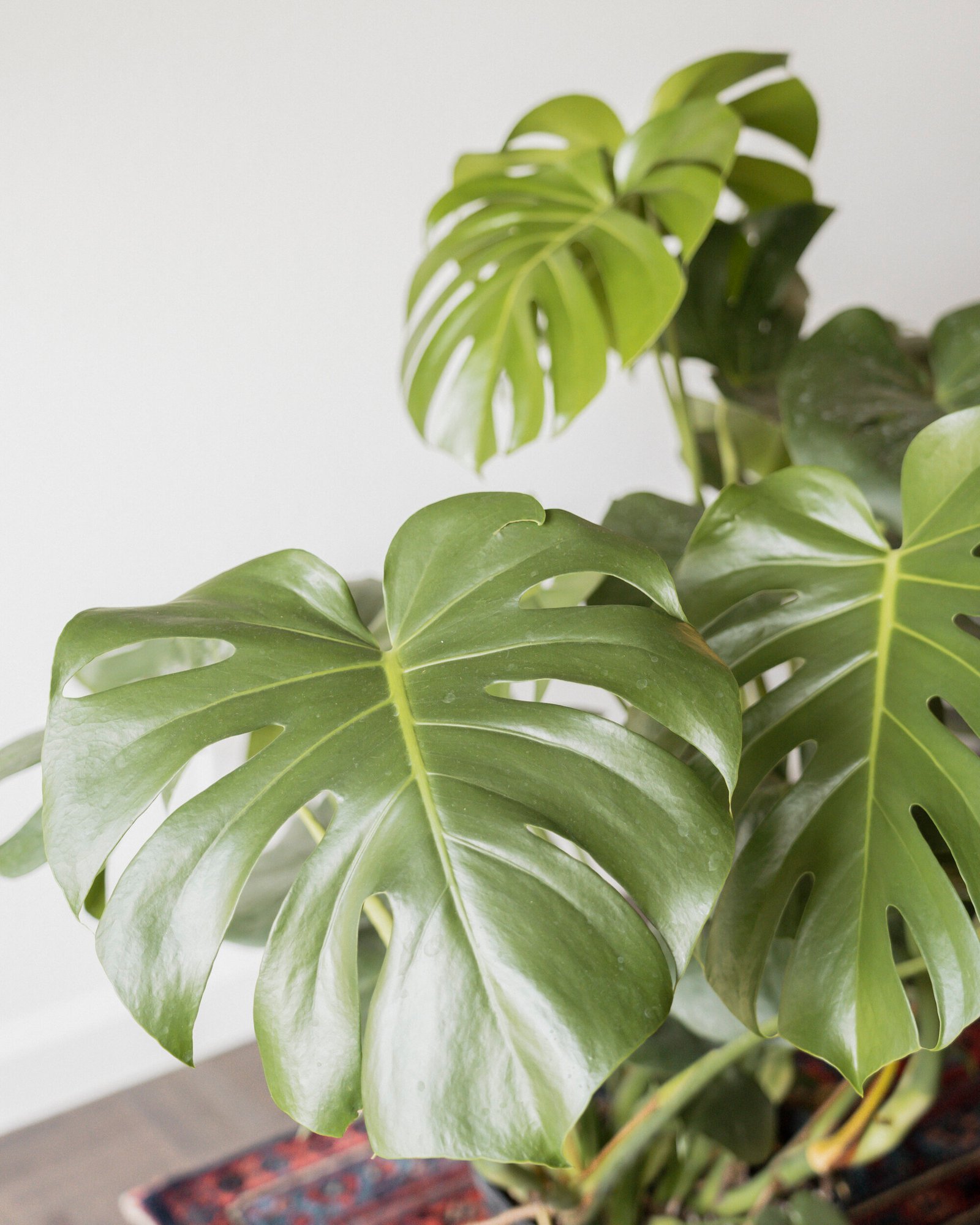KatandKim_Monstera_SwissCheesePlant_Guide.jpg
