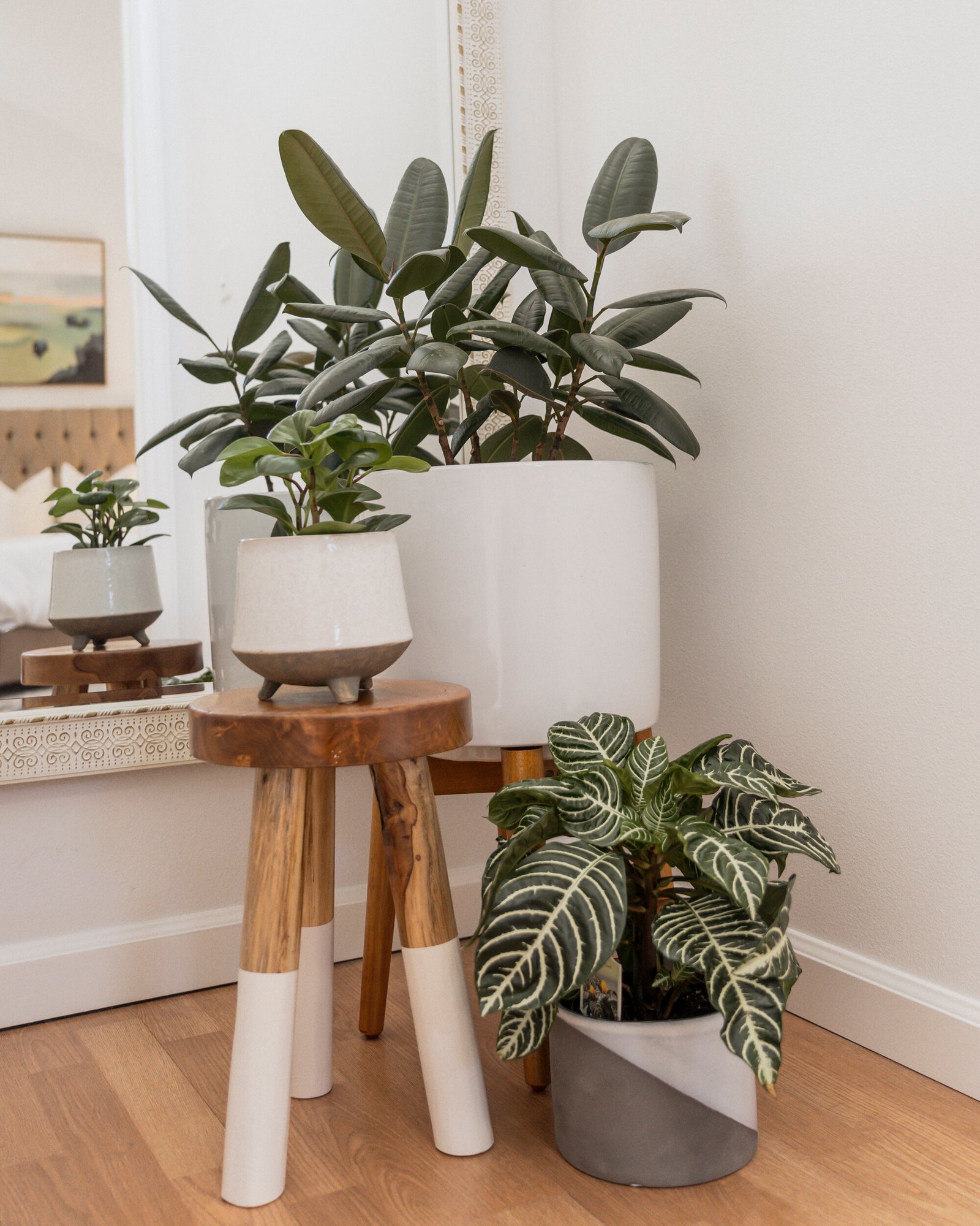 KatandKim_HousePlants_BrightLight.jpg