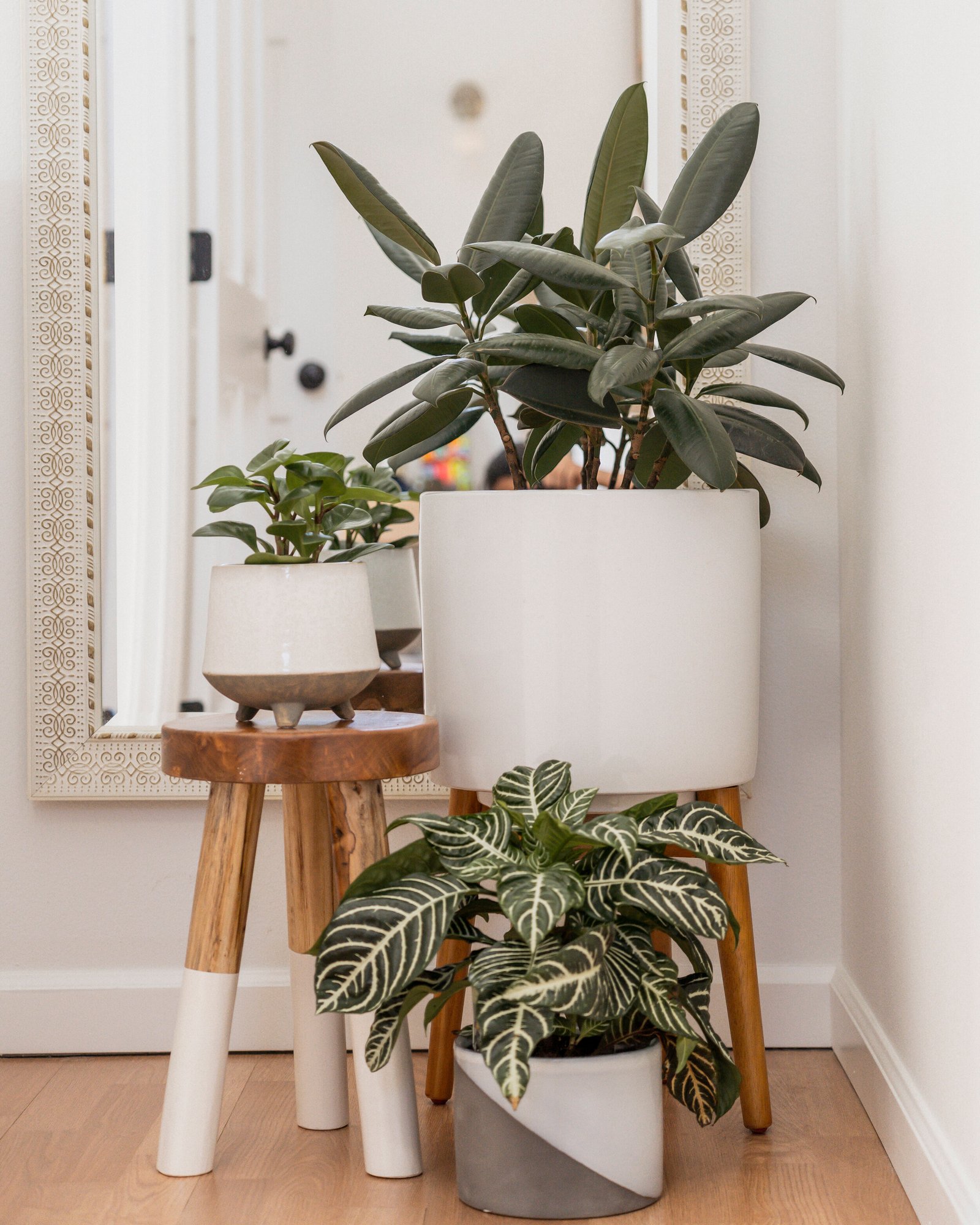 Turn Your Home Into An Urban Jungle